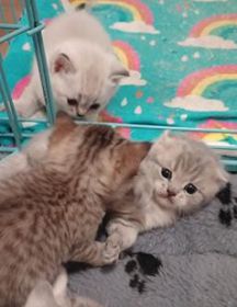 SCOTTISH FOLD KITTENS