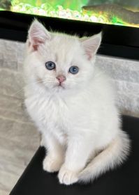 BRITISH KITTENS ARE AVAILABLE FOR A NEW HOME