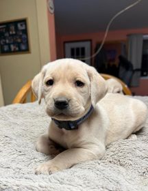 LABRADOR PUPPIES