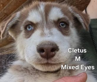 PUREBRED HUSKY PUPPIES 9 WEEKS OLD.