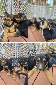 SEVEN SWEET PLAYFUL PUPPIES