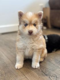 BLUE-EYED POMSKY PUPPIES