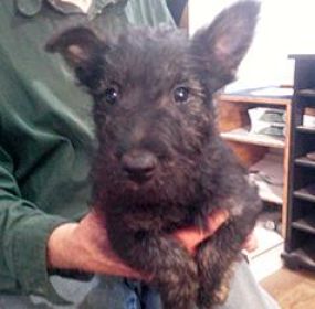 AKC REG. BRINDLE FEMALE SCOTTISH TERRIER