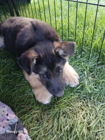 3 GERMAN SHEPHERD PUPPIES 
