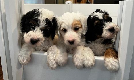 MINI BERNEDOODLE PUPPIES AVAILABLE