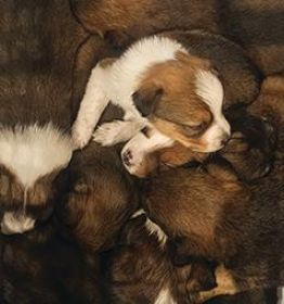 CHOCOLATE AUSSIE/ RED HEELER PUPPIES