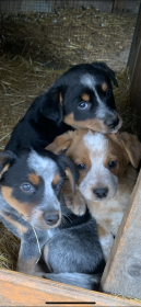 AUSSIE/ HEELER PUPPIES