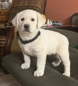 LABRADOR PUPPIES