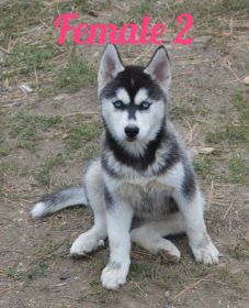 FOUR BEAUTIFUL SIBERIAN HUSKY PUPPIES AVAILABLE