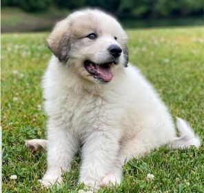 PUREBRED GREAT PYRENEES PUPPIES COMING SOON!