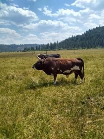 MINIATURE RODEO BULLS