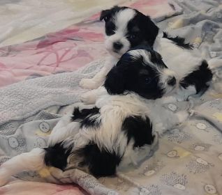 MALTESE/ HAVANESE MIX MALE PUPPIES