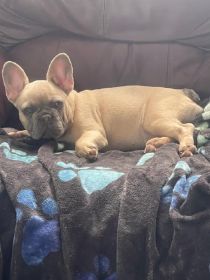 AKC FRENCH BULLDOG PUPPY