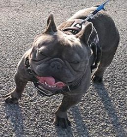 AKC MALE FRENCH BULLDOG