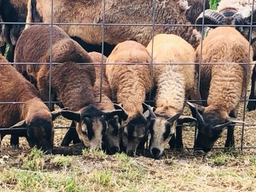 AMERICAN BARBADOS BLACK BELLY SHEEP