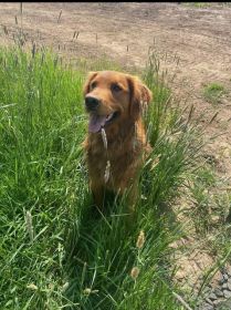 AKC GOLDEN RETRIEVER DARK RED CHRISTMAS PUPPIES