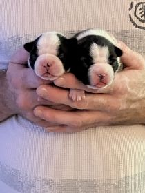 PUREBRED BOSTON TERRIER PUPPIES