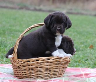 ADORABLE SPRINGADOR PUPPIES