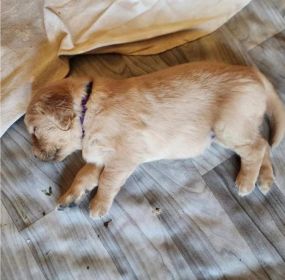 AKC REG. GOLDEN RETRIEVER PUPPIES