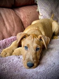 AKC IRISH TERRIER PUPPIES