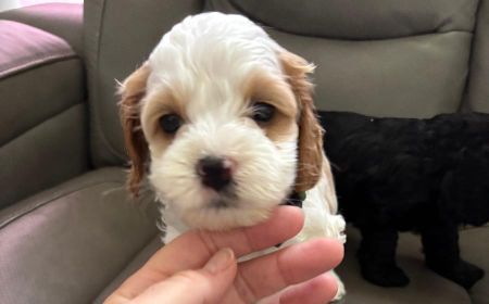 AKC REG. COCKAPOO PUPPIES
