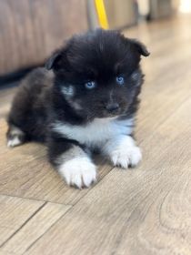 BLUE-EYED POMSKY PUPPIES