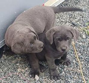 LAB PUPPIES 