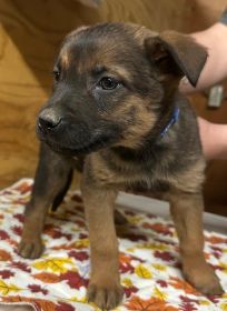 READY FOR FUREVER HOMES!