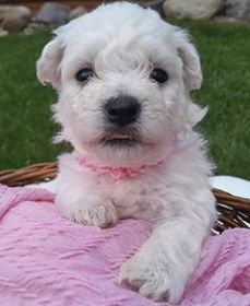 AKC BICHON FRISE PUPPIES 