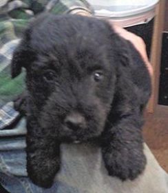 AKC SCOTTISH TERRIER PUPPIES