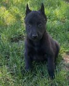 PUREBRED BELGIAN MALINOIS PUPPIES