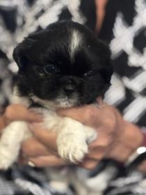 SHIH TZU PUPPIES BORN SEPTEMBER 21