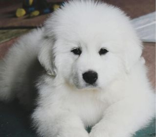 GREAT PYRENEES PUPPIES!