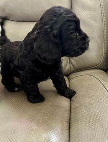 AKC REG. COCKAPOO PUPPIES