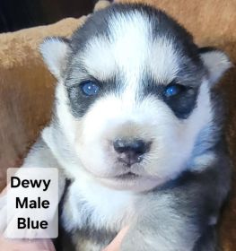 PUREBRED HUSKY PUPPIES READY AUGUST 25.