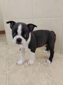 BOSTON TERRIER PUPPIES