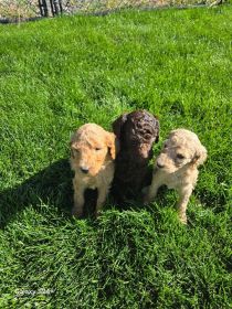 AKC STANDARD POODLES 