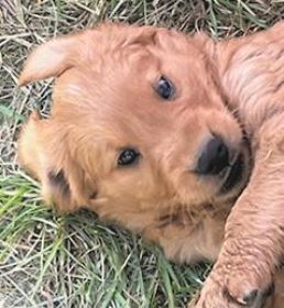 PUREBRED GOLDEN RETRIEVER PUPPIES