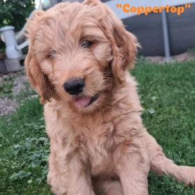 3 MALE F1B GOLDENDOODLES
