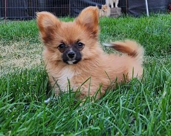 PAPERANIANS (PAPILLON x POMERANIAN)