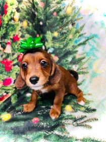 MAZIEPOOS: COCKAPOO/ YORKIEPOO MIX PUPPIES