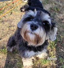 HYPOALLERGENIC PUREBRED MINIATURE SCHNAUZER PUPPIES