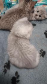 SCOTTISH FOLD KITTENS