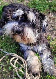 HYPOALLERGENIC PUREBRED MINIATURE SCHNAUZER PUPPIES