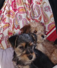 CAIRN TERRIER YORKIE PUPPIES