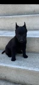 PUREBRED BELGIAN MALINOIS PUPPIES