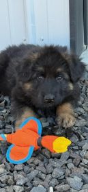 WESTERN EUROPEAN GERMAN SHEPHERD PUPPIES