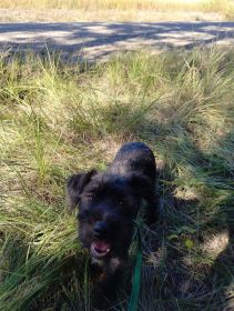 TWO 7 MONTH OLD CAIRN-YORKIE PUPPIES