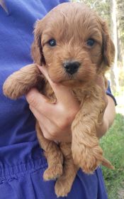 CAVAPOO PUPPIES