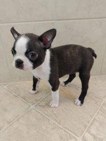 BOSTON TERRIER PUPPIES